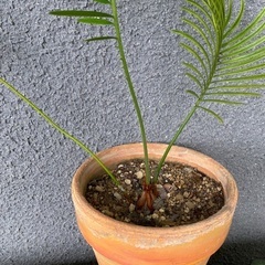 ソテツ　子株　観葉植物の画像