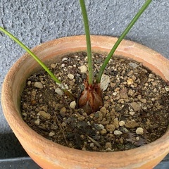 ソテツ　子株　観葉植物の画像