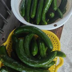 新鮮きゅうりたくさんの画像