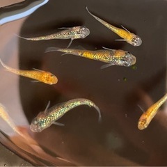 🐟ユリシス　メダカ🐟稚魚6匹＋補償🐟の画像