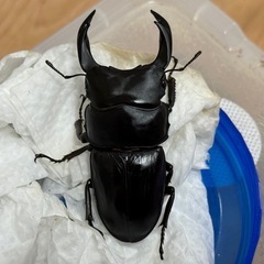 オオクワガタペアの画像