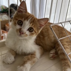 懐っこい茶白男の子⭐︎随時お見合い受付中⭐︎