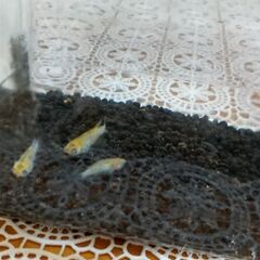 楊貴妃ヒレ長と夜桜メダカ5匹幼魚の画像