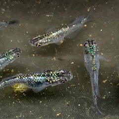 ⭐️値下げ〜⭐️サファイア　新体型！　トリオ の画像