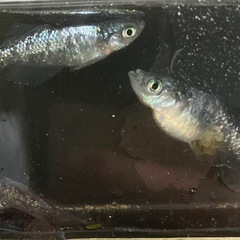 ⭐️値下げ〜⭐️サファイア　新体型！　トリオ の画像
