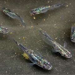 ⭐️値下げ〜⭐️サファイア　新体型！　トリオ の画像