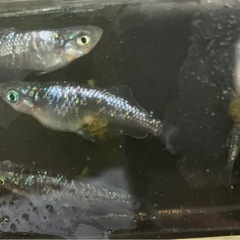 ⭐️値下げ〜⭐️サファイア　新体型！　トリオ の画像