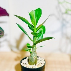 🉐！塊根植物はじめるチャンス！良型アデニウム！おすすめの観葉植物の画像