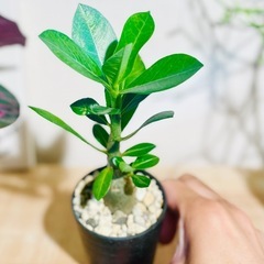 🉐！塊根植物はじめるチャンス！良型アデニウム！おすすめの観葉植物の画像