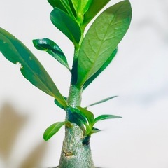 🉐！塊根植物はじめるチャンス！良型アデニウム！おすすめの観葉植物の画像