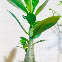 🉐！塊根植物はじめるチャンス！良型アデニウム！おすすめの観葉植物の画像