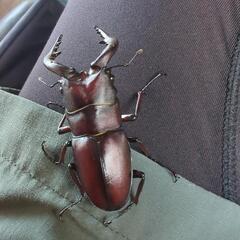 ノコギリクワガタ♂の画像