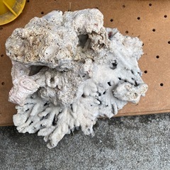 【アクアリウム用品】海水魚　珊瑚　水槽の装飾に　の画像