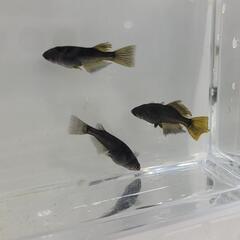 -② 飛鳥メダカ様直系 カイジ 成魚 トリオ メダカの画像