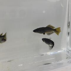 -② 飛鳥メダカ様直系 カイジ 成魚 トリオ メダカの画像