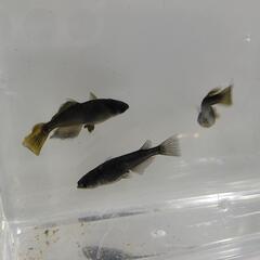 -② 飛鳥メダカ様直系 カイジ 成魚 トリオ メダカの画像