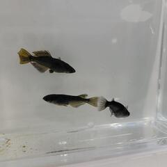 -② 飛鳥メダカ様直系 カイジ 成魚 トリオ メダカの画像