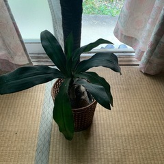 造花観葉植物の画像