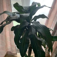 造花観葉植物の画像