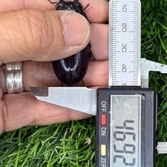 [国産オオクワガタNO:154]能勢産　70ミリペアーの画像