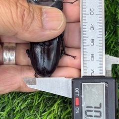 [国産オオクワガタNO:154]能勢産　70ミリペアーの画像