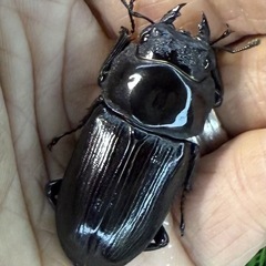 [国産オオクワガタNO:154]能勢産　70ミリペアーの画像