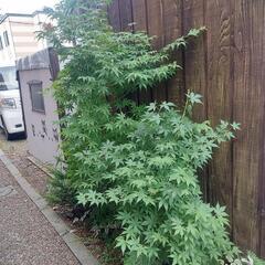 紅葉の木（2）の画像