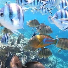 8月23日(土)15時🐠が沢山いるビーチへ行きませんか？？