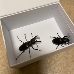 ミヤマクワガタ　オス　メス　計5匹の画像