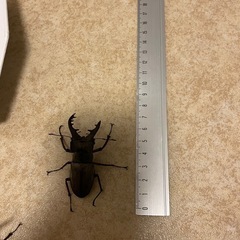 ミヤマクワガタ　オス　メス　計5匹の画像