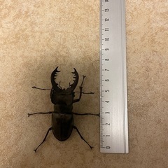 ミヤマクワガタ　オス　メス　計5匹の画像