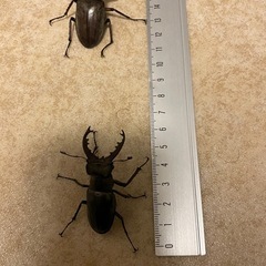 ミヤマクワガタ　オス　メス　計5匹の画像
