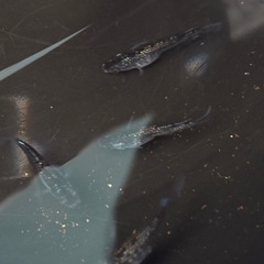 メダカクラウドグレーダイアの画像