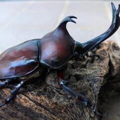 大型カブトムシPAの画像