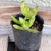 ランキングキーワードに紐づく投稿画像-多肉植物