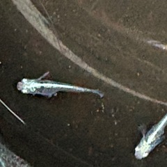 メダカ墨武(ボブ)の画像