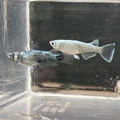 メダカ墨武(ボブ)の画像