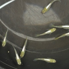 メダカ鳳凰の画像