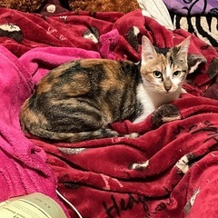 三毛猫の女の子 元気いっぱい！急募！