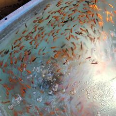本日限定金魚お譲りします詳細読んで下さいの画像
