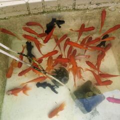 本日限定金魚お譲りします詳細読んで下さいの画像