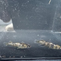 メダカ　金閣　幼魚　3匹の画像