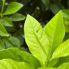 アゲハ蝶の幼虫の画像