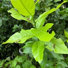 アゲハ蝶の幼虫の画像