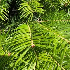 もみのき🎄クリスマスの木🎄の画像