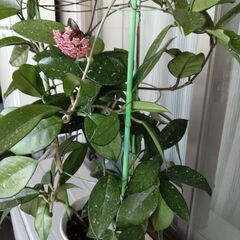 ホヤ・カルノーサが花をつけました