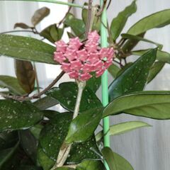 ホヤ・カルノーサが花をつけましたの画像