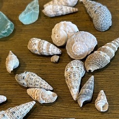 シーグラス、小さな貝殻の画像