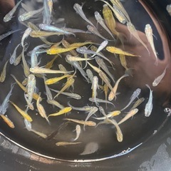 メダカミックスの画像
