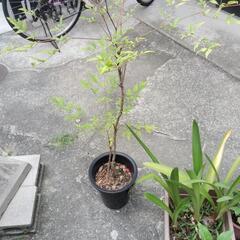 鉢植えの南天　引取り先募集の画像